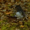 Lejscik dlouhonohy jizni - Petroica australis - South Island Robin - toutouwai 6388